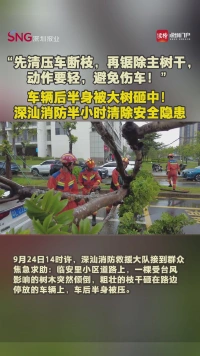车辆后半身被大树砸中！深汕消防半小时清除安全隐患