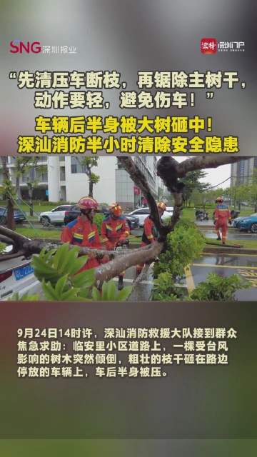 车辆后半身被大树砸中！深汕消防半小时清除安全隐患