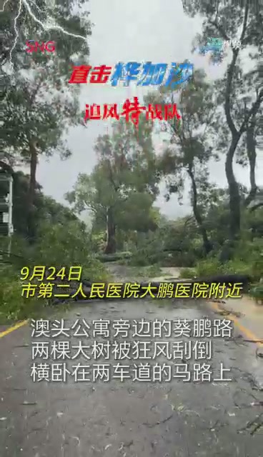 澳头公寓附近两棵大树被狂风刮倒 市民称曾目睹倒塌瞬间