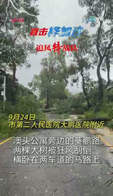 澳头公寓附近两棵大树被狂风刮倒 市民称曾目睹倒塌瞬间