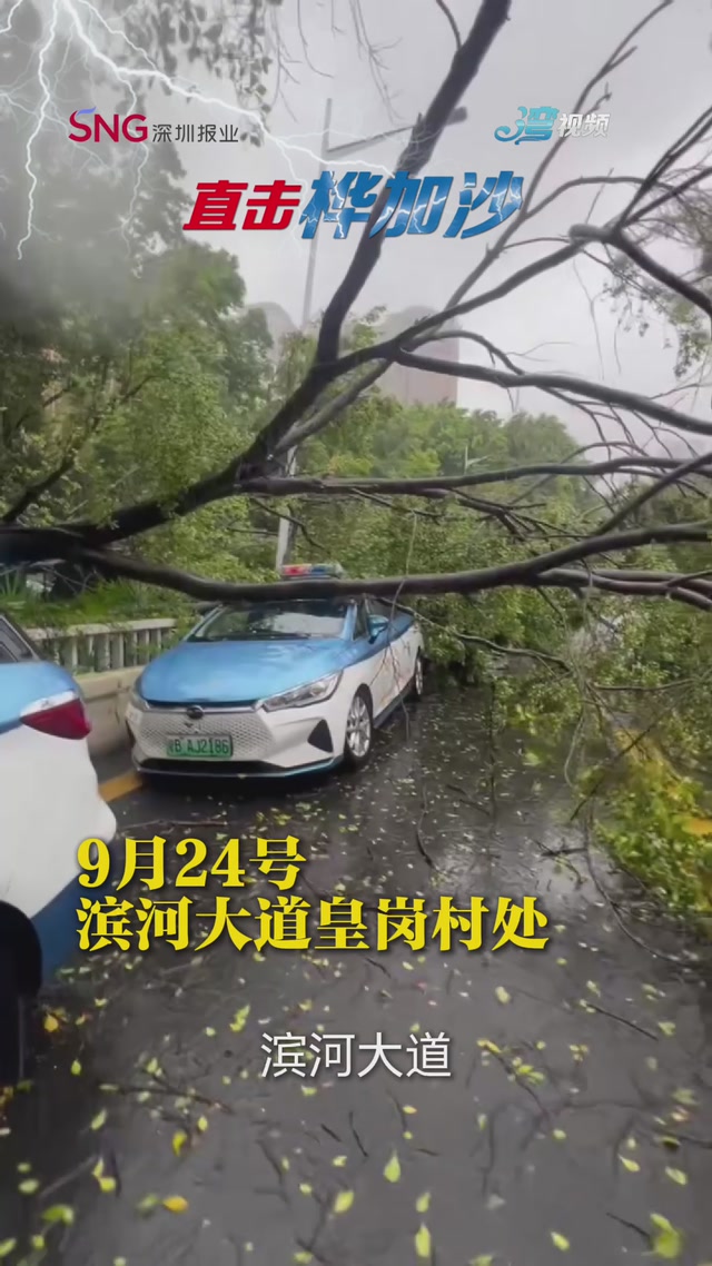 滨河大道皇岗村处一倾倒大树压住一辆停运出租车