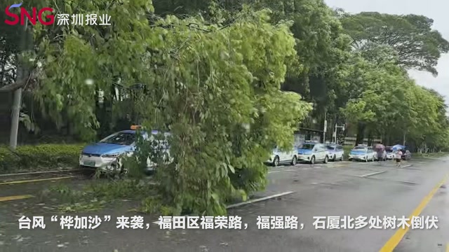 台风中树木倒伏砸到公交站台，福田沙头街道及时清障