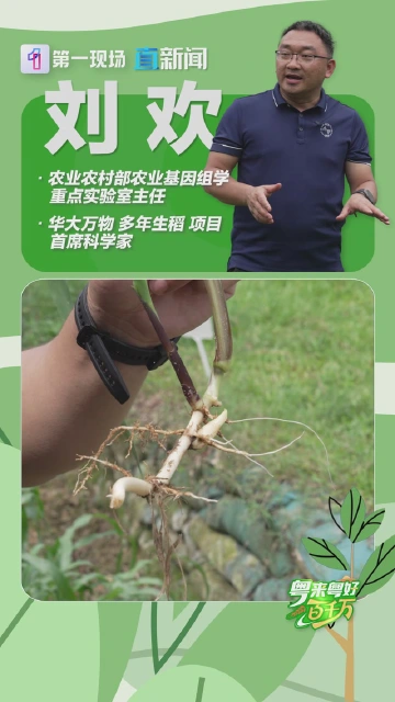粤来粤好百千万 | 这种“超级水稻”,跻身《科学》杂志2022年度十大科学突破榜单!