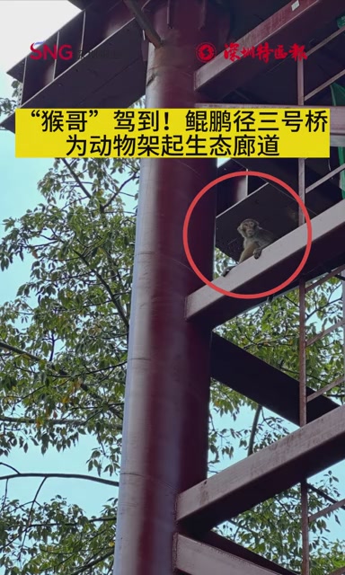 “猴哥”驾到！鲲鹏径三号桥为动物架起生态廊道
