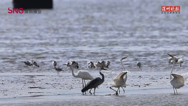 黑脸琵鹭亮相深圳湾