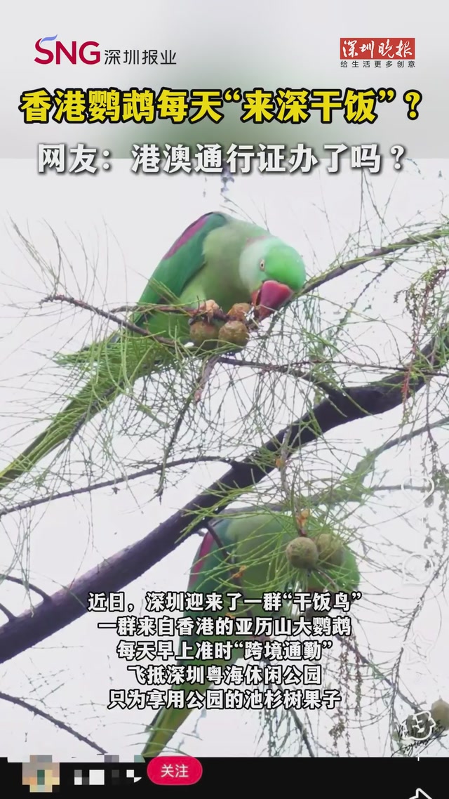 香港鹦鹉每天“来深干饭”？网友：港澳通行证办了吗？