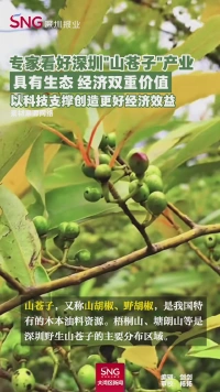 专家看好深圳“山苍子”产业
具有生态 经济双重价值
以科技支撑创造更好经济效益