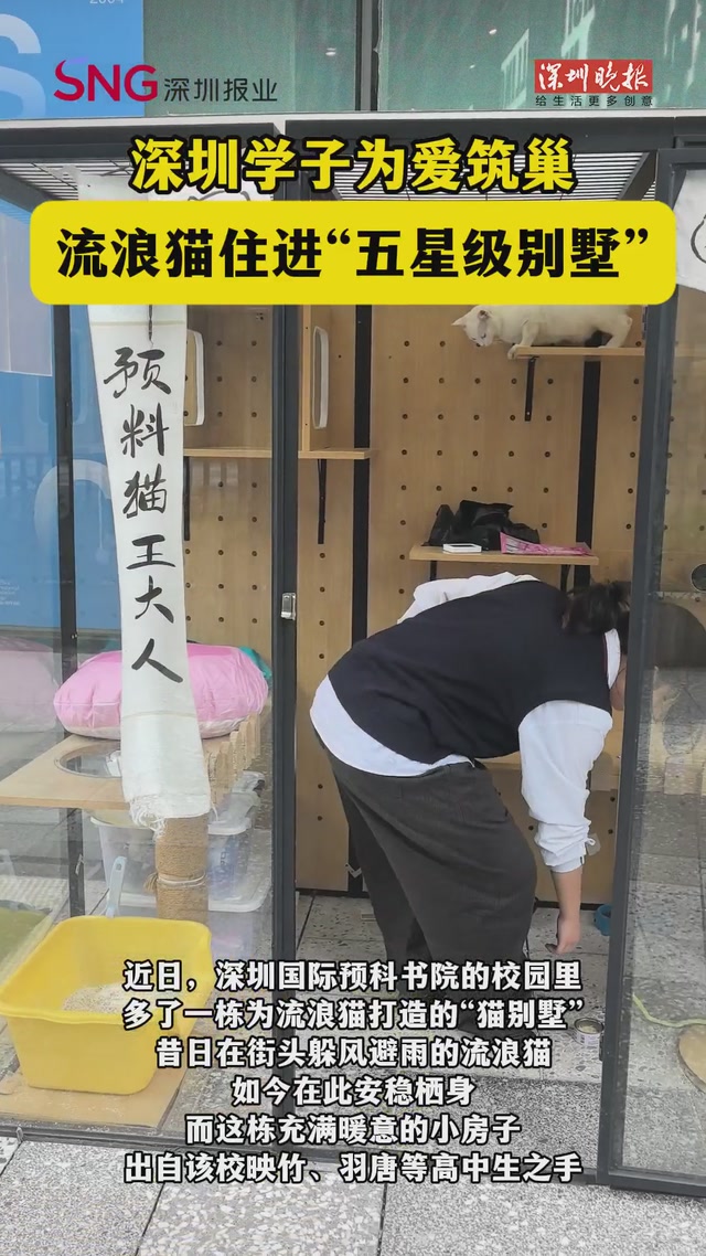 深圳国际预科书院学子用爱“筑巢”，流浪猫住进“五星级别墅”