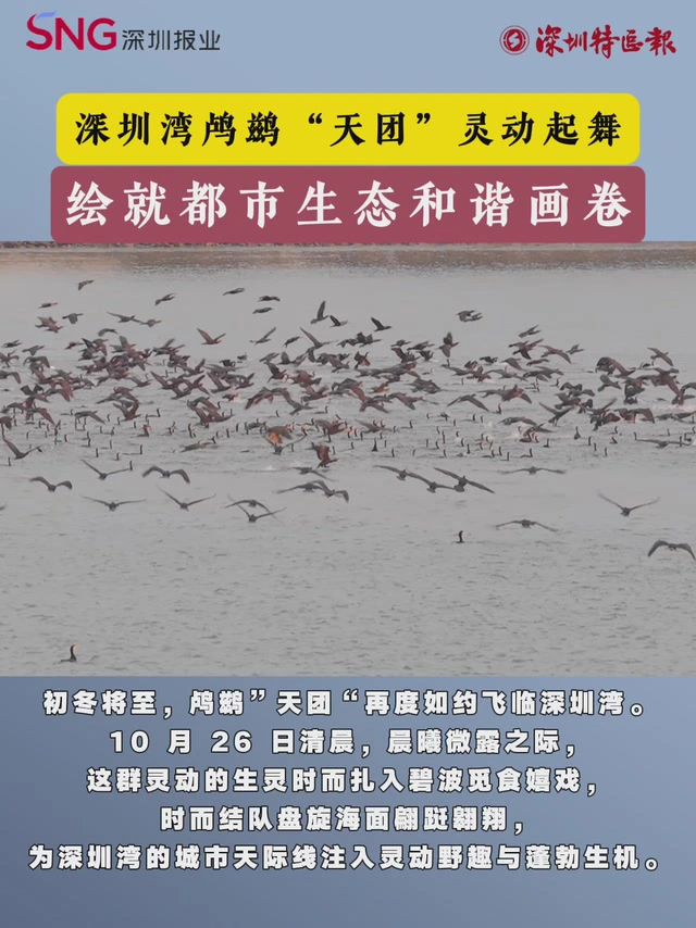 深圳湾鸬鹚“天团”灵动起舞 绘就都市生态和谐画卷