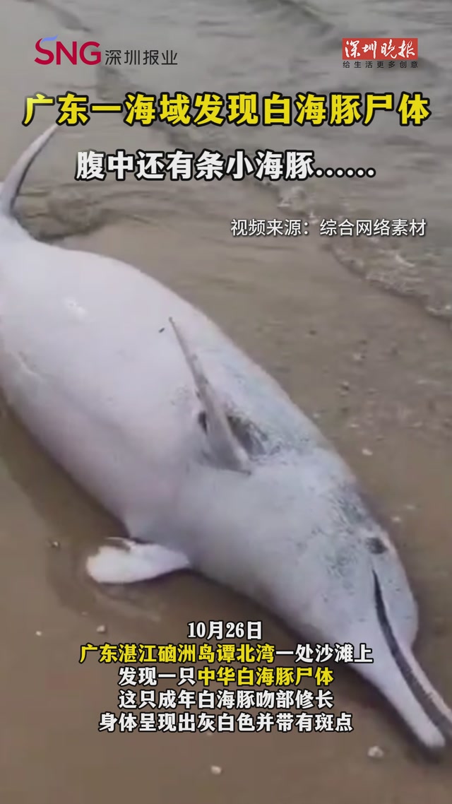 广东一海域发现白海豚尸体，腹中还有条小海豚......