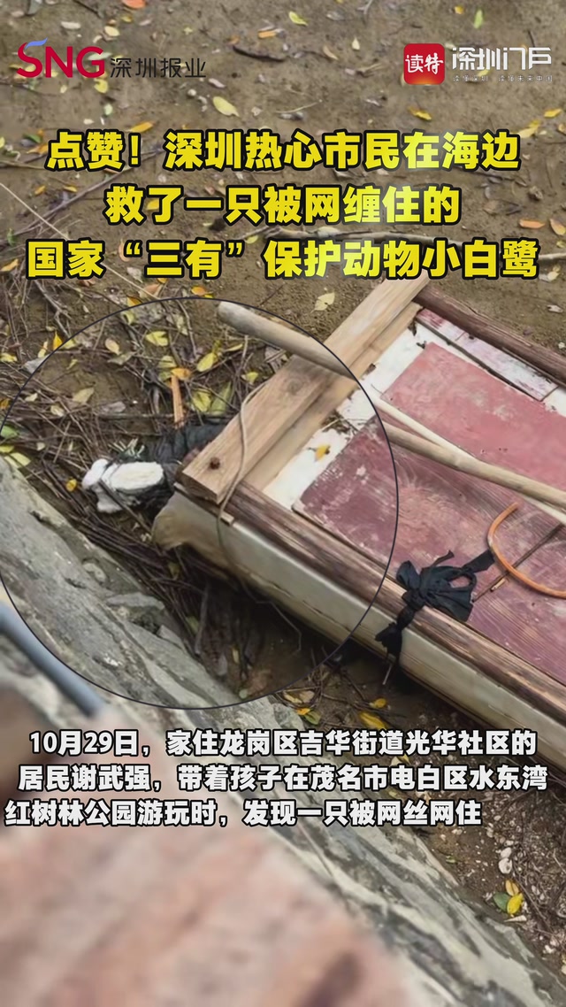 点赞！热心市民在海边救了一只被网缠住的国家“三有”保护动物小白鹭