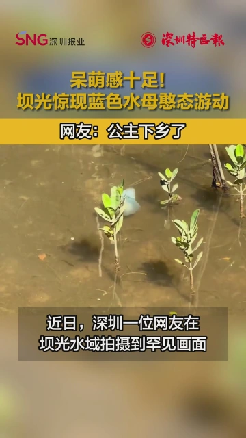 呆萌感十足！坝光惊现蓝色水母憨态游动