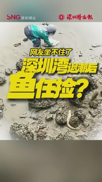 深圳湾退潮上演“海鲜自助”？网友坐不住了