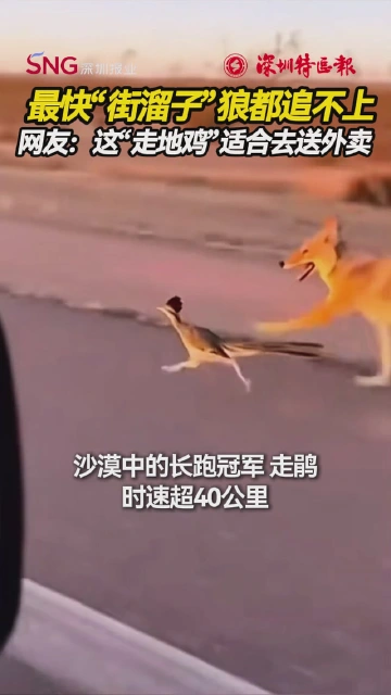 时速超40公里！一只鸟跑出了一辆车的速度