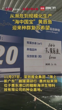 从濒危到规模化生产,“海中国宝”黄唇鱼迎来种群复苏希望