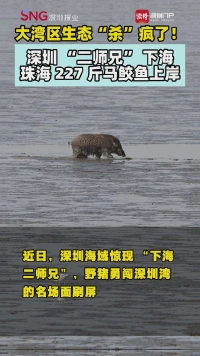 大湾区生态“杀”疯了!深圳“二师兄”下海,珠海“霸气”马鲛鱼上岸!