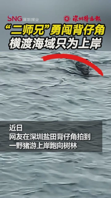 “二师兄”勇闯背仔角！横渡海域只为上岸