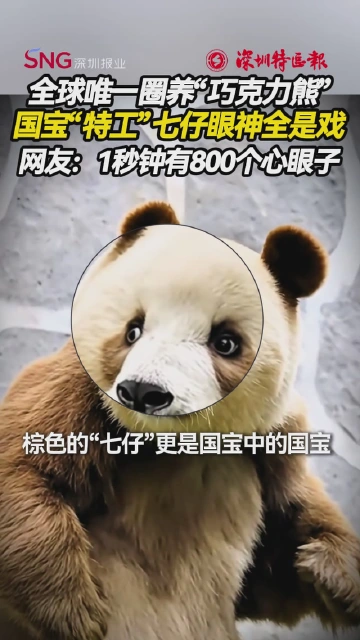 全球唯一圈养“巧克力熊” 国宝“特工”七仔眼神全是戏 网友：1秒钟有800个心眼子