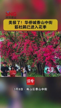 华侨城香山中街簕杜鹃进入花期，“紫红隧道”成打卡热点