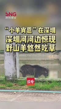 “小羊肖恩”在深圳，深圳河河边惊现野山羊悠然吃草