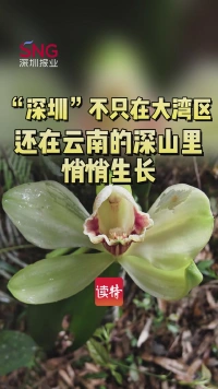 “深圳”不只在大湾区，还在云南的深山里悄悄生长