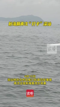 粉海豚再次“打卡”深汕 