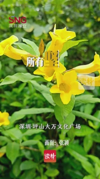早安深圳 | 5月15日