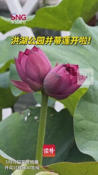 洪湖公园并蒂莲绽放，等你来赏！