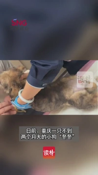 虐待动物，不能没有代价！